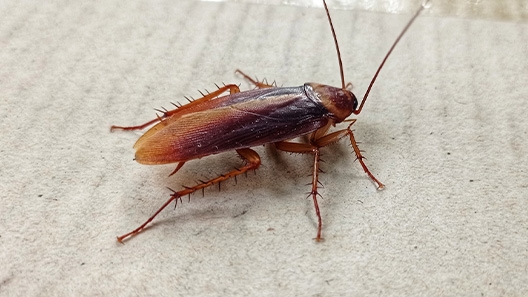 cockroach