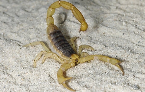 scorpion