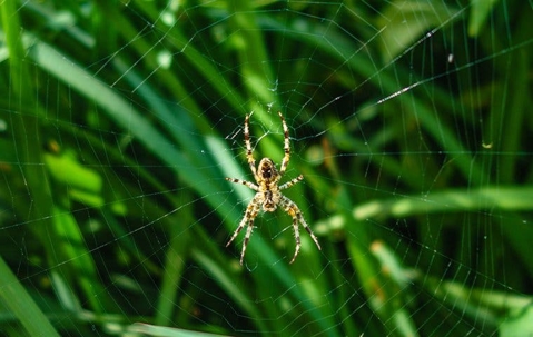 spider