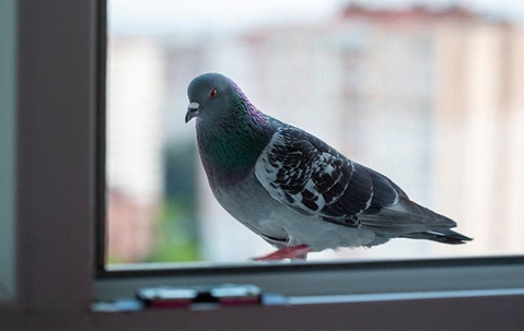 pigeon