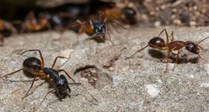 The Most Effective Ant Control Solution For Las Vegas Homes Photo