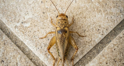 Preventing Cricket Infestations Photo