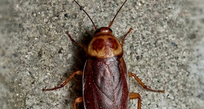 Ultimate Guide to Cockroach Control: Prevention and Elimination Photo
