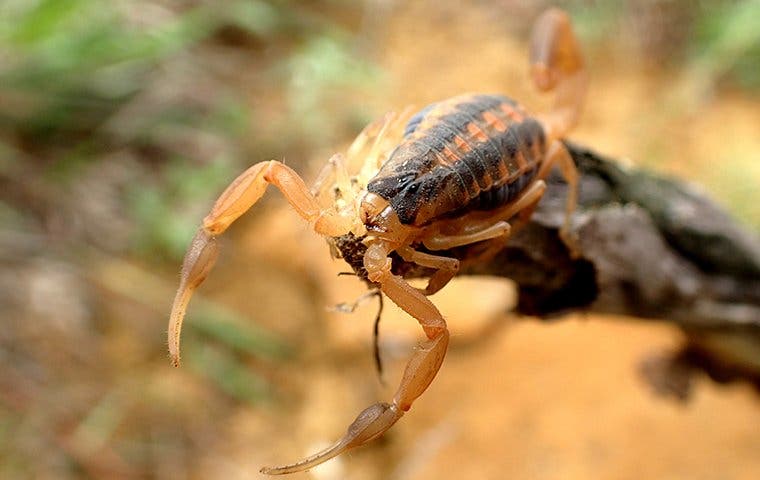 scorpion