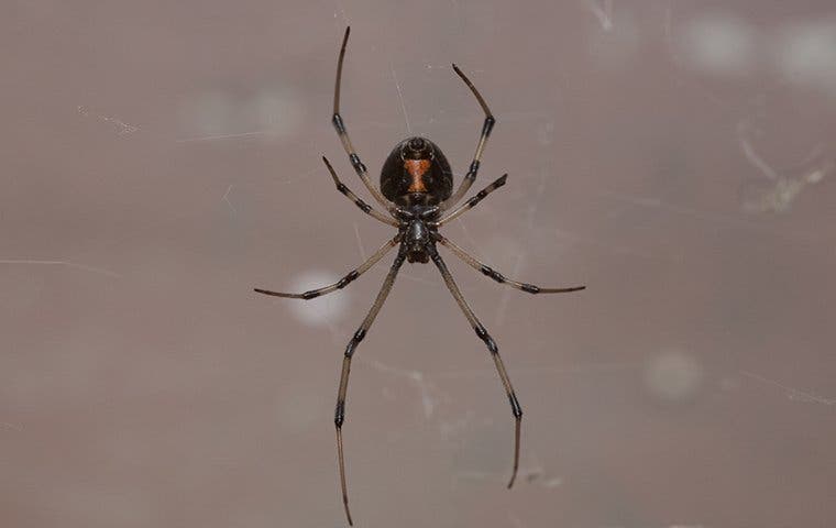 spider