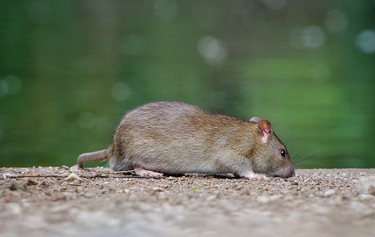 rat