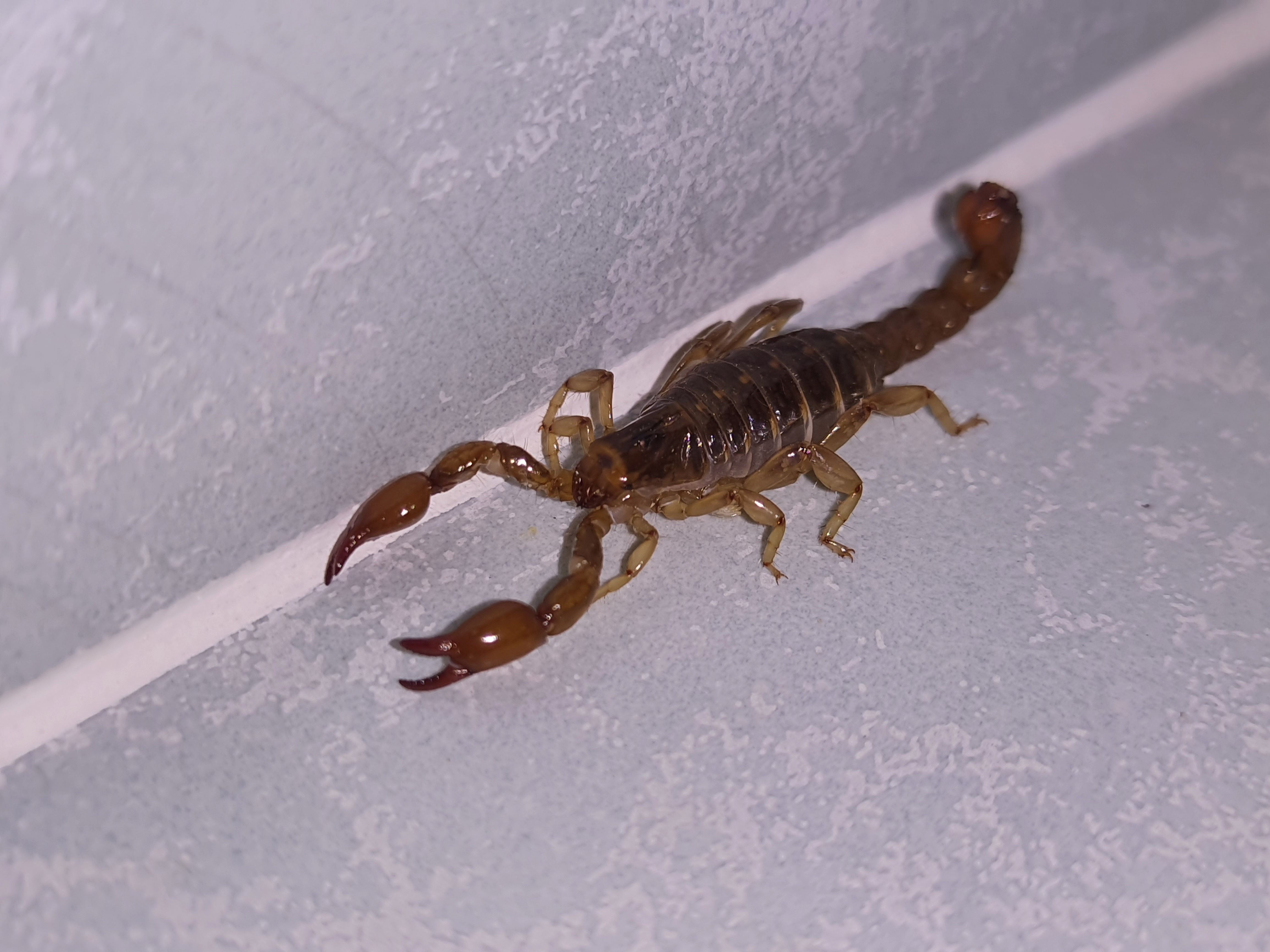 Sealing Your Home Against Scorpions Blog Kiwi Pest Control