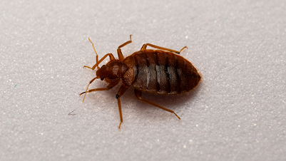 Bed Bugs