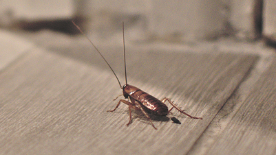 Cockroaches